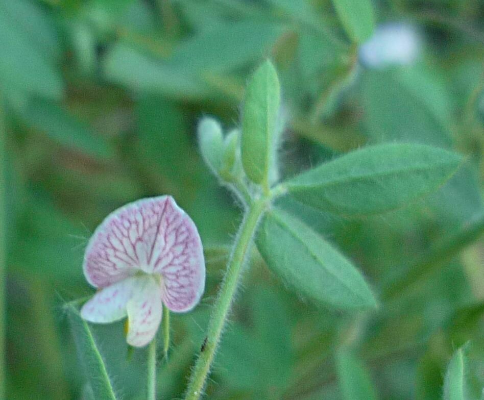 High Resolution Acmispon americanus Flower
